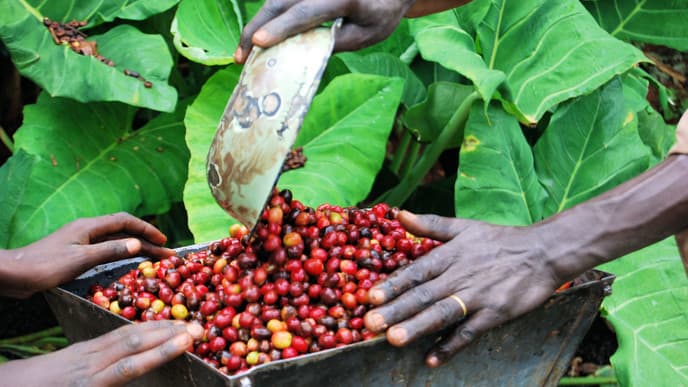 Learn all about coffee at a local farm