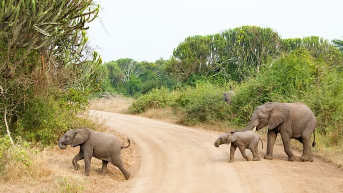 Spannende Tierwelt im Queen-Elizabeth-Nationalpark