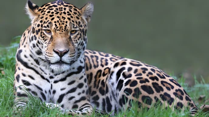 Auf den Spuren des Jaguars