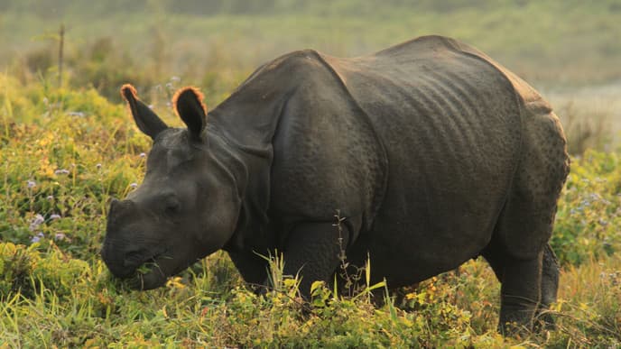 Explore Chitwan National Park And Tharu Villages