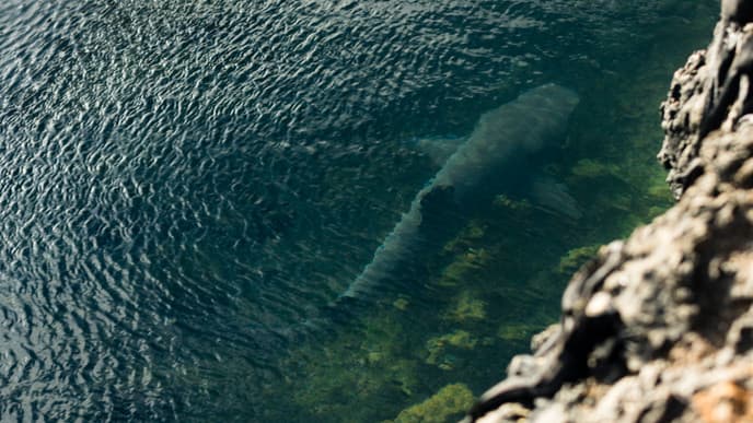 Begegnungen mit den Meeresbewohnern