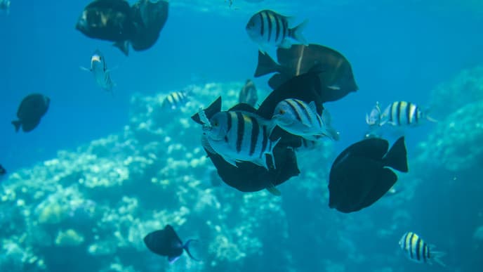 Free day in Sharm El Sheikh