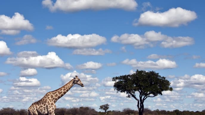 Game drives across open grasslands