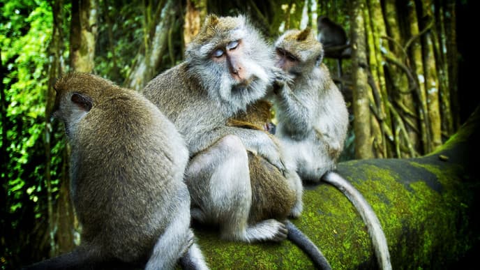 Discover Ubud’s wonders