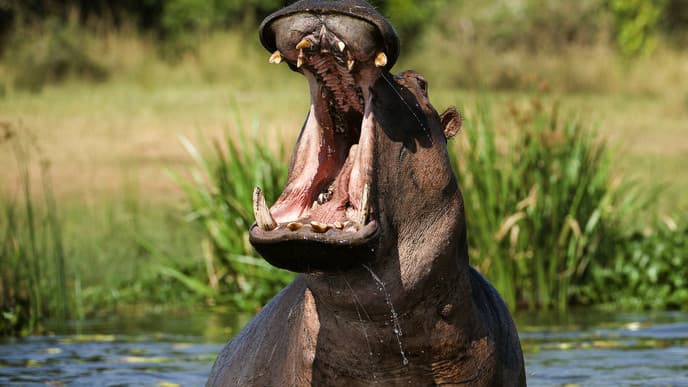 Tierbeobachtung mit Bootsfahrt auf dem Nil
