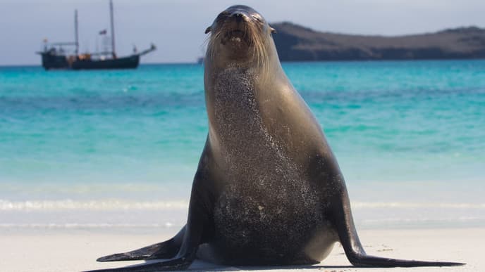 Auf Wiedersehen Ecuador & Galapagos!