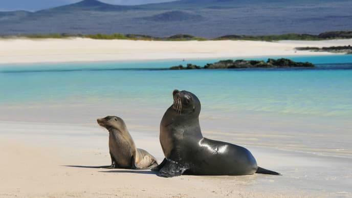 Meeresschildkröten auf der Insel Española