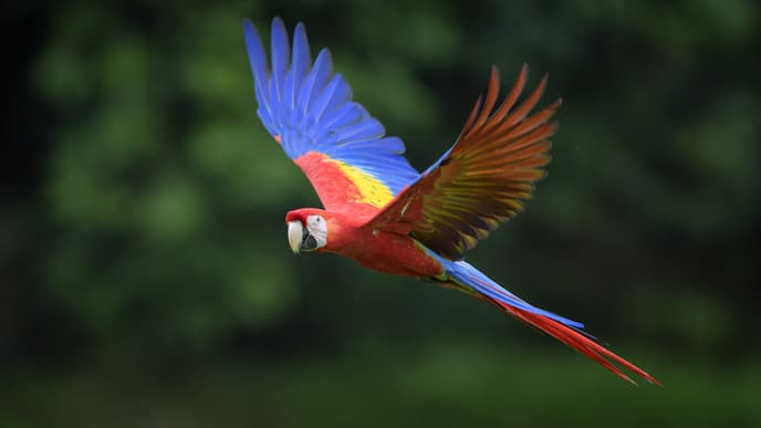 Take a boat tour through the forest reserve