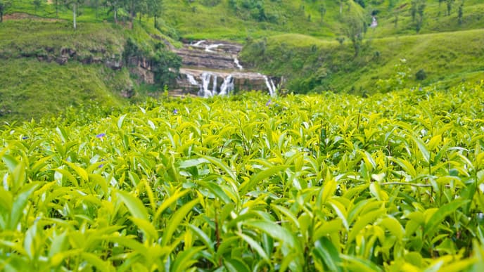 Traverse a tea plantation