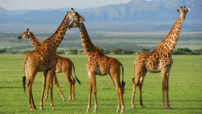 Seek wildlife in Serengeti