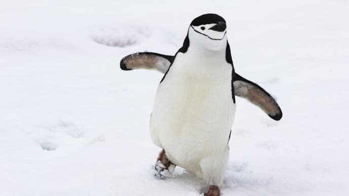 Explore ice-filled fjords & spectacular icebergs