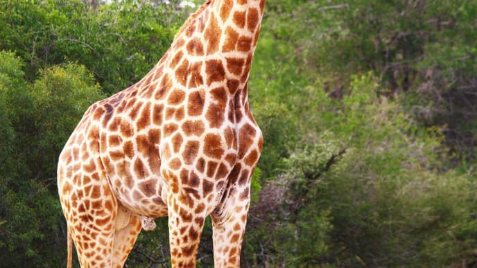 Annehmlichkeiten der Lukimbi Safari Lodge