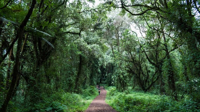 Wanderung zum Mti Mkubwa Camp