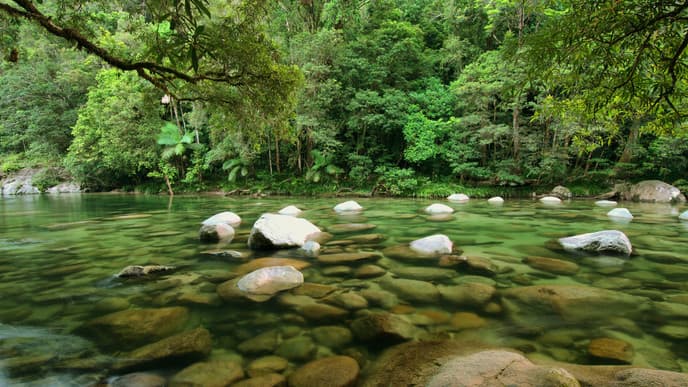 The wild delights of Daintree