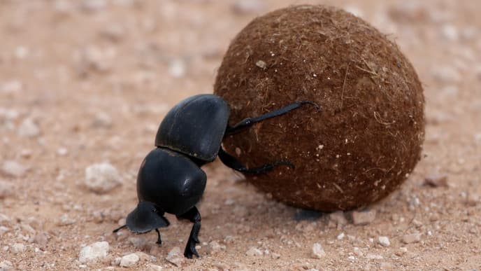 Safari im Addo Elephant Park