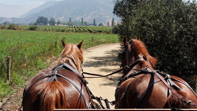Discover the Chilean Wine Country