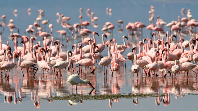 Set off on a Game Drive in Arusha National Park