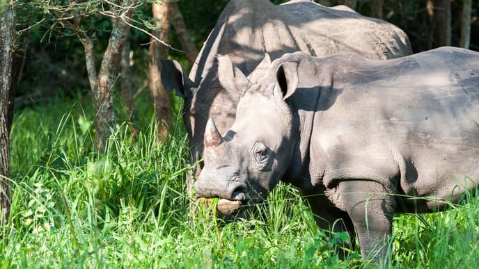 Nashörner im Ziwa Rhino Sanctuary