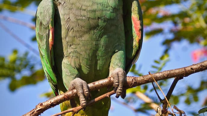 Parrots & culture in the Amazon