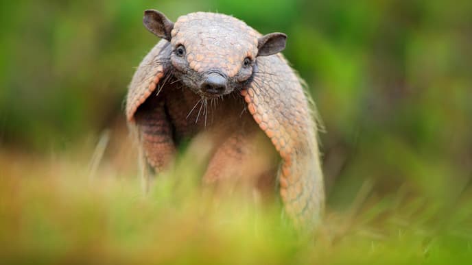 Night Safari at Campo Grande