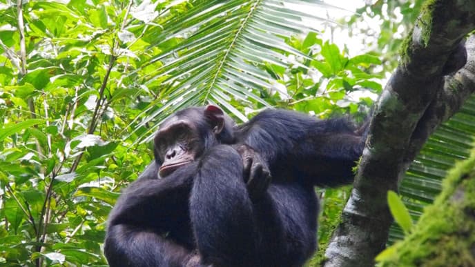 Go On A Chimp Trek In The Kibale Forest National Park