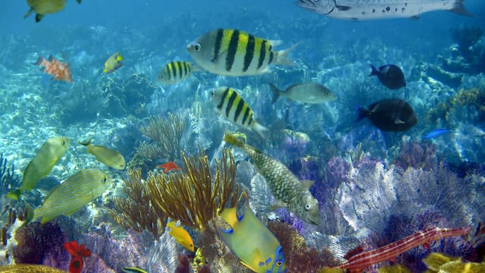 Schnorcheln im Puerto Morelos Nationalpark