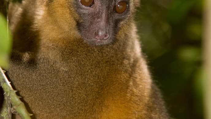 Wanderung durch den Ranomafanapark