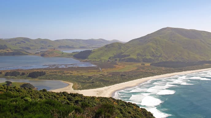 Seltene Gelbaugenpinguine hautnah erleben