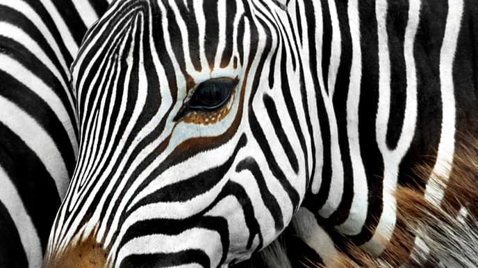 Day 4 - Meru National Park