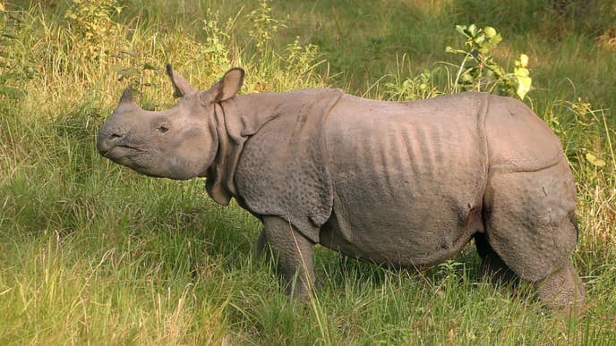 Audienz im Reich der Wildtiere