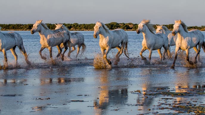 Explore the heart of the Camargue