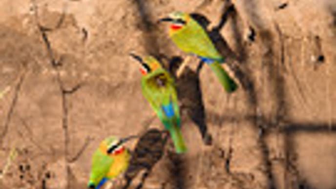 Ein subtropische Flußlandschaft