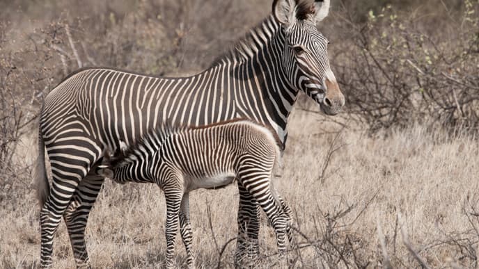 Discover Kenya's distinctive species