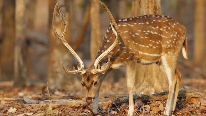 Unforgettable safari experiences