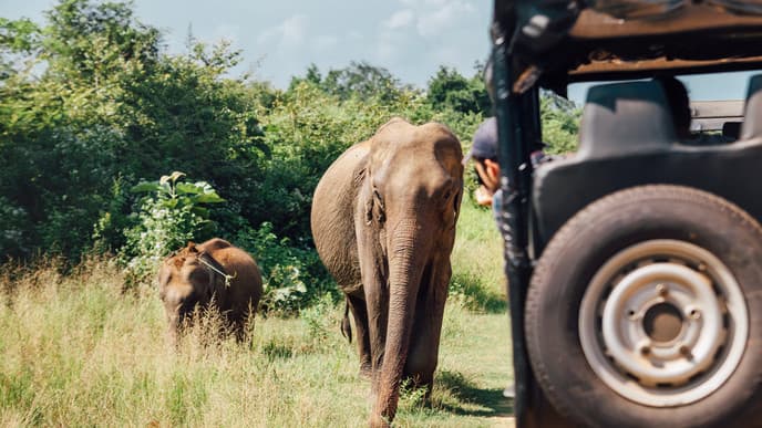 Journey to Yala via Udawalawe