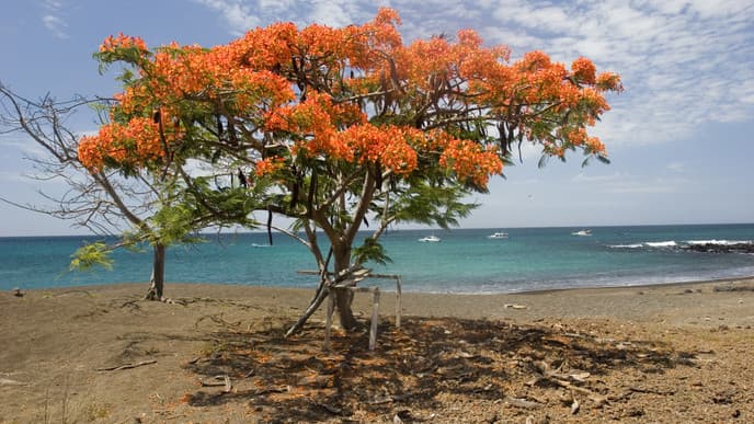 Travel To Lovely Santa Cruz