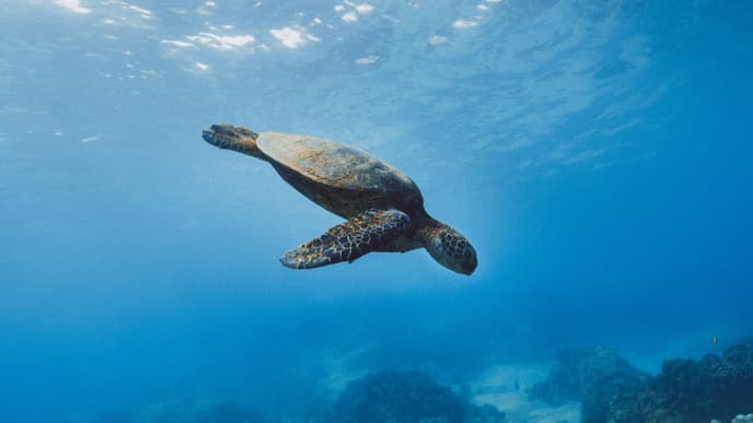 Snorkel off a black volcanic beach