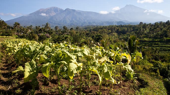 Wanderung in Tetebatu