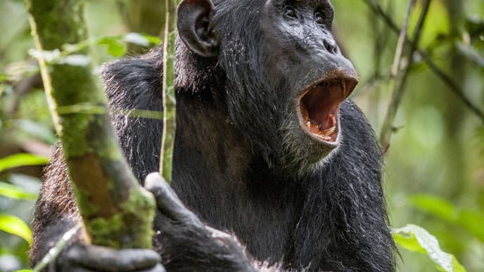 Chimpanzee trek