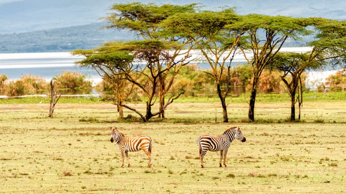 Observe the Wildlife at Crescent Island Game Park