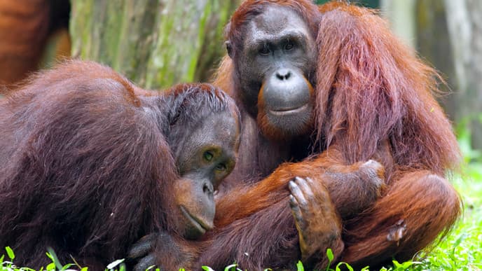 Visit the Incredible Orangutans