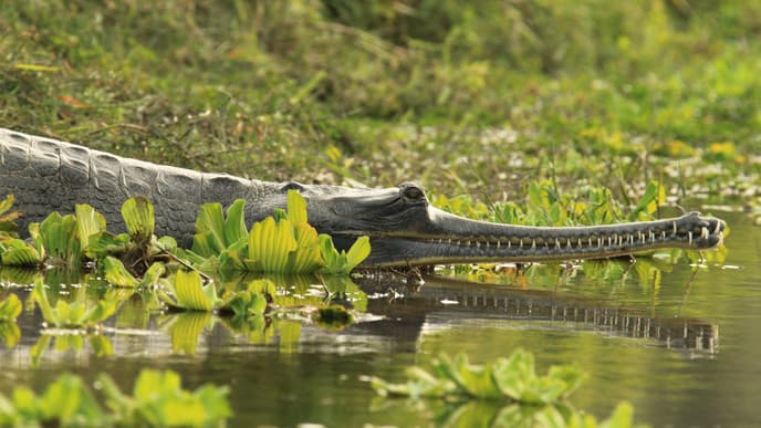 Visit an elephant breeding centre
