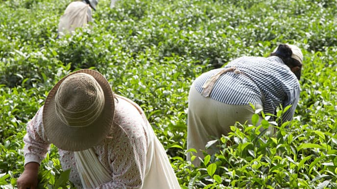 Experience the Tocaña Community