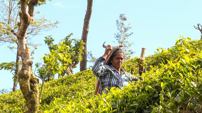 Zugfahrt nach Haputale & TukTuk Tour zum Lipton Seat