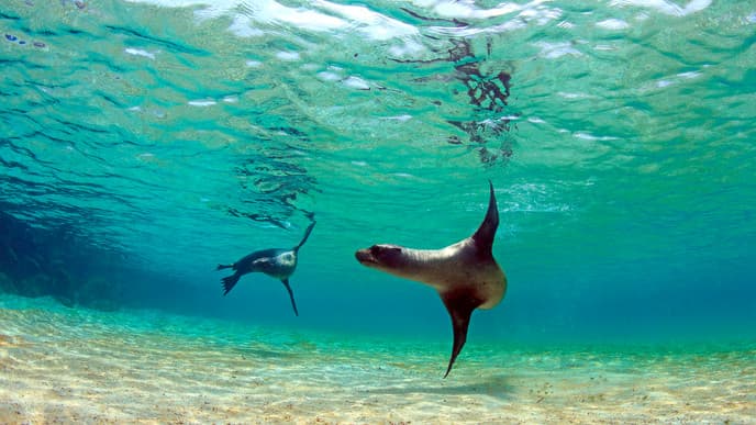 Buchten rund um Puerto Ayora entdecken