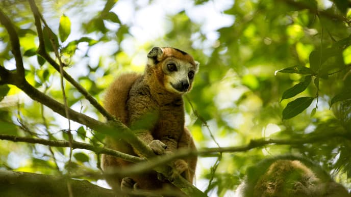 Wilde Natur in einer Oase des Regens