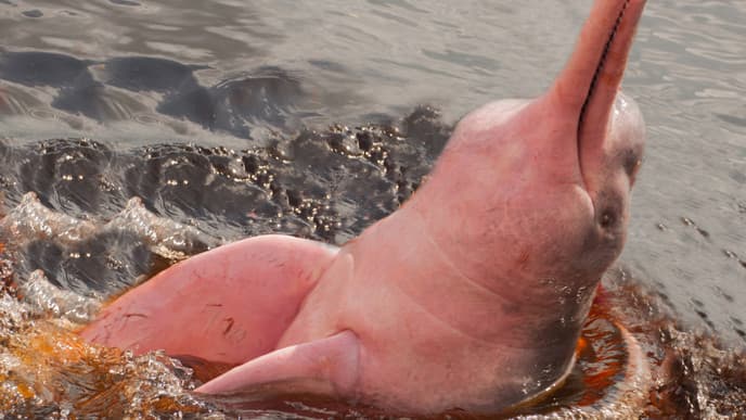 Die präkolumbianischen Kulturen des Amazonas