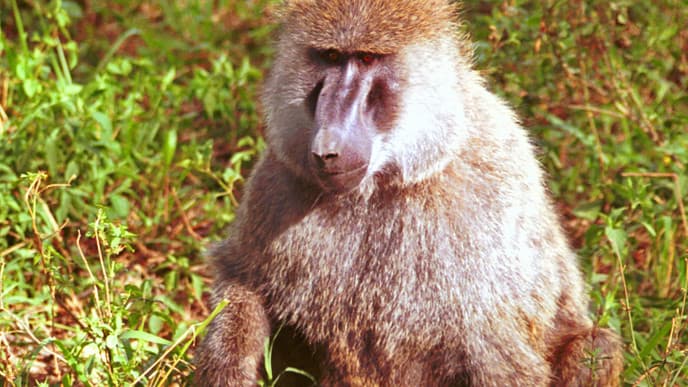 Explore The Highlights Of Lake Nakuru National Park