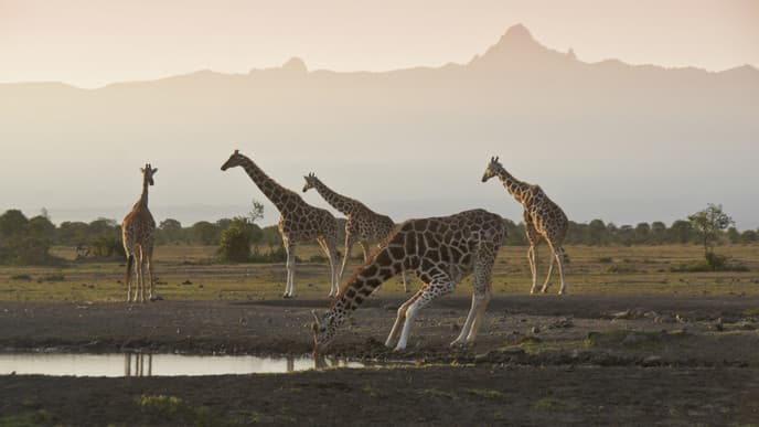 Drive to see the Big Five