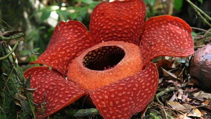 Endemic Plants